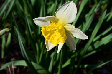 Güneşli yaz gününde bahçede yetişen güzel nergis. 