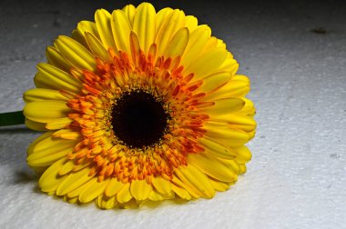 Gerbera çiçeğine yaklaş. 