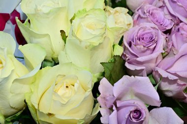 Güneşli yaz gününde bahçede yetişen güzel çiçekler. 