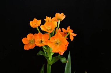 Koyu arkaplanda güzel çiçekler, yaz konsepti, yakın manzara  