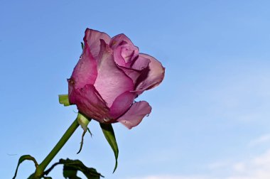 Gökyüzü arka planında güzel bir gül, yaz konsepti, yakın manzara  