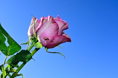 Mavi gökyüzü arka planında yumuşak güller