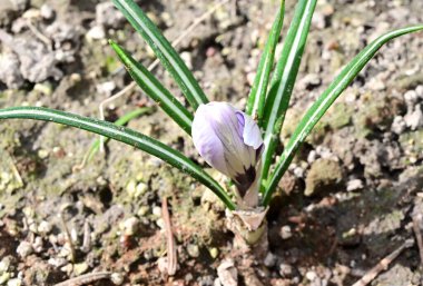 Bahar çiçeğinin çiçek açtığı yere yakın.