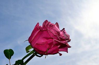 Mavi gökyüzü arka planında yumuşak güller