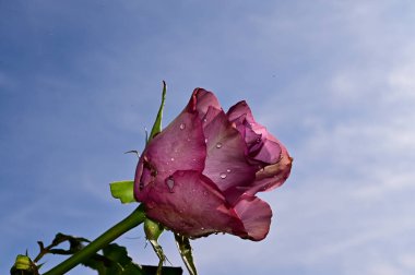 Mavi gökyüzü arka planında yumuşak güller