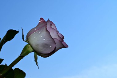 Mavi arka planda güzel çiçekler