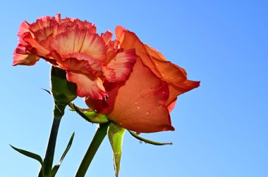 Mavi arkaplanda renkli gül ve karanfil