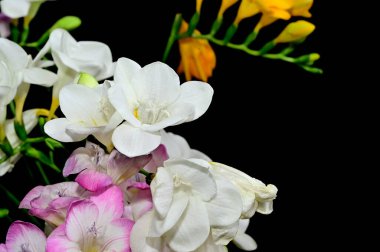 Koyu arkaplanda güzel çiçekler, yaz konsepti, yakın manzara  