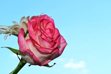 Gökyüzü arka planında güzel gül ve gerbera çiçekleri, yaz konsepti, yakın manzara  