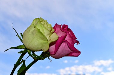 Mavi gökyüzü arka planında yumuşak güller