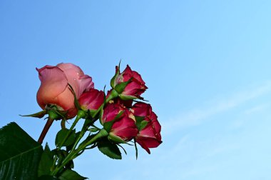 Mavi arka planda narin güller açar