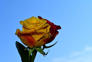 Mavi arka planda güzel çiçekler