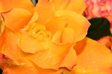 Koyu arkaplanda güzel bir gül, yaz konsepti, yakın görüş  