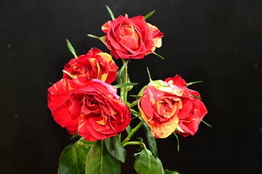 Siyah arka planda yumuşak çiçekler. Kapat..