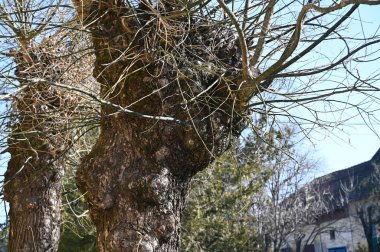 Yapraksız sonbahar ağacına yakın 