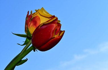 Mavi arka planda güzel çiçekler