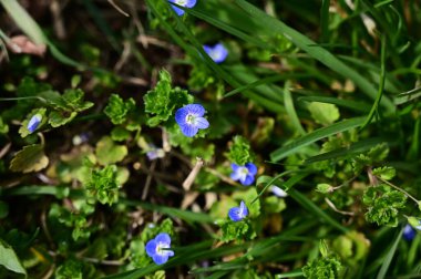 Güneşli yaz gününde bahçede yetişen güzel çiçekler. 