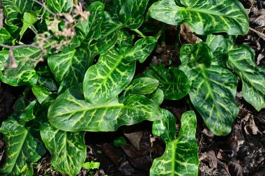 Güneşli yaz gününde bahçede yetişen bitkilerin manzarası. 