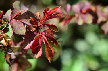 Güneşli yaz gününde bahçede güzel gül yapraklarının yakın manzarası 