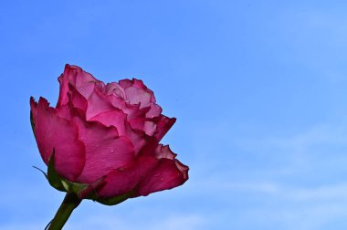 Mavi gökyüzü arka planında parlak çiçekler