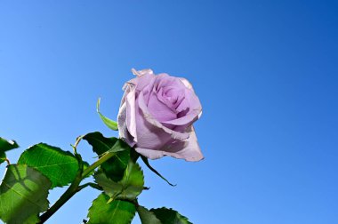 Mavi gökyüzü arka planında yumuşak güller