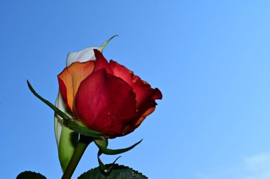 Mavi arka planda güzel çiçekler