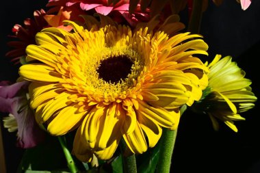 Güneşli yaz gününde bahçede yetişen güzel çiçekler. 