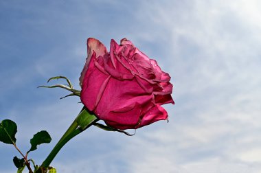 Mavi gökyüzü arka planında yumuşak güller