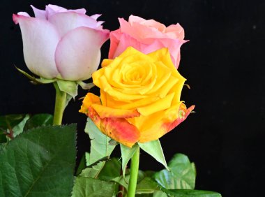 Siyah arka planda yumuşak çiçekler. Kapat..