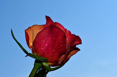 Mavi arka planda güzel çiçekler