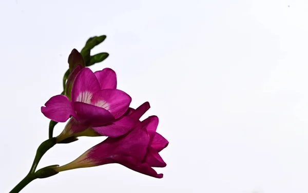 Vacker Freesias Himlen Bakgrund Sommar Koncept Nära Utsikt — Stockfoto