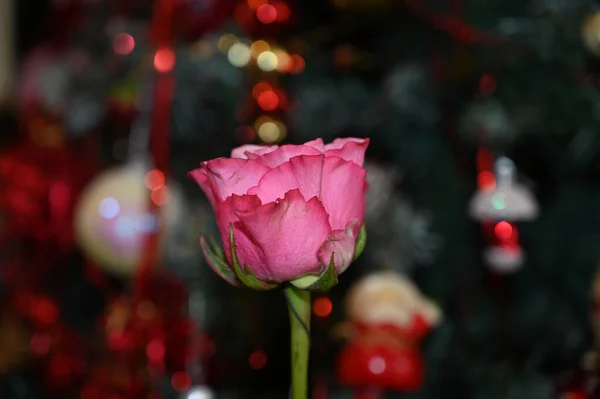 Schöne Rose Auf Dunklem Verschwommenem Hintergrund Sommerkonzept Nahsicht — Stockfoto