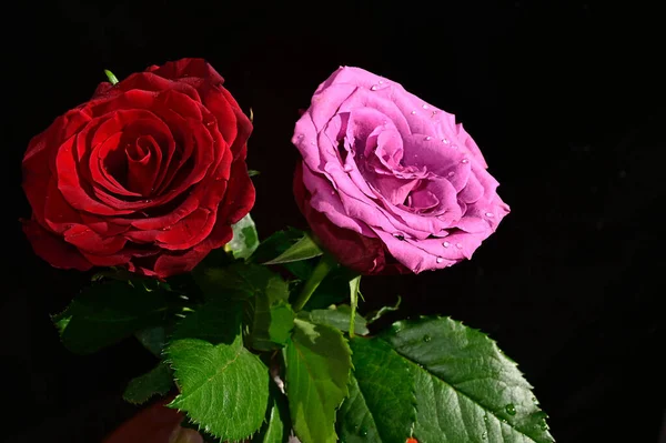 Flores Bonitas Fundo Escuro Conceito Verão Vista Próxima — Fotografia de Stock