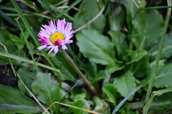 Hermosas Flores Que Crecen Jardín Verano Día Soleado —  Fotos de Stock