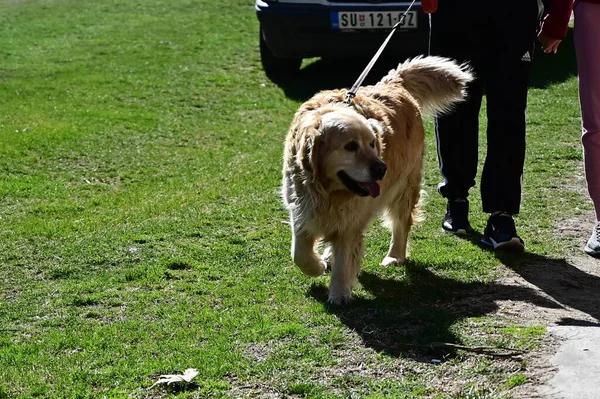 Tasmalı Şirin Bir Köpek Yaz Günü Sahibinin Yanında Geziyor — Stok fotoğraf