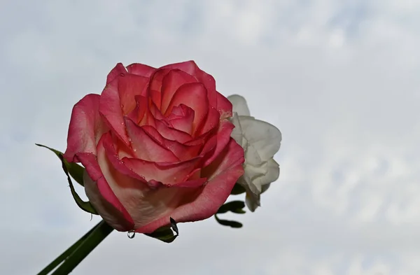 Fleurs Colorées Sur Fond Bleu Ciel — Photo