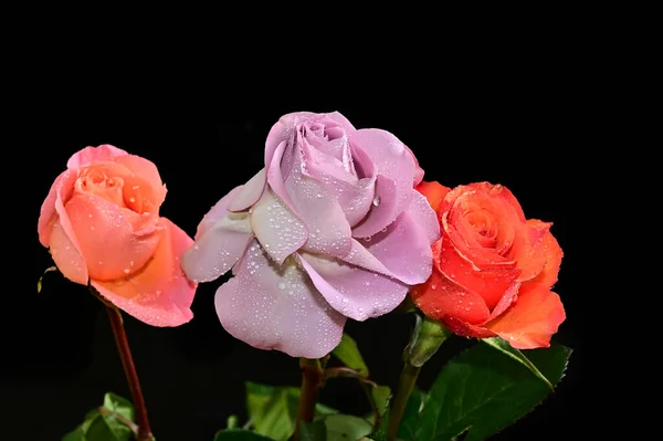 Rosas Bonitas Fundo Escuro Conceito Verão Vista Próxima — Fotografia de Stock