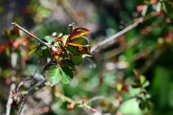 Закрытый Вид Красивые Розовые Листья Саду Летний Солнечный День — стоковое фото