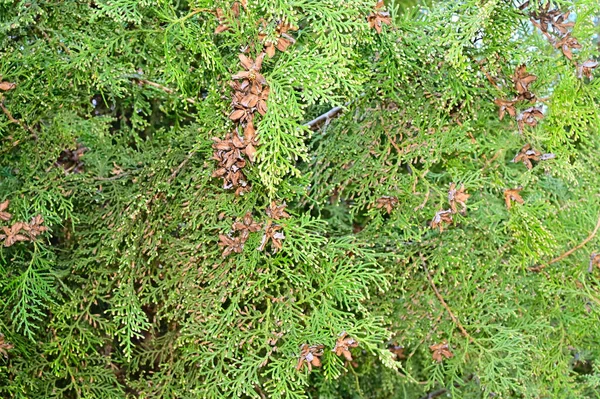 夏の日の庭の緑の植物 — ストック写真