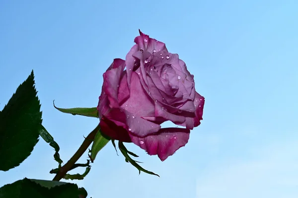Хрупкий Цветок Розы Голубом Фоне Неба — стоковое фото