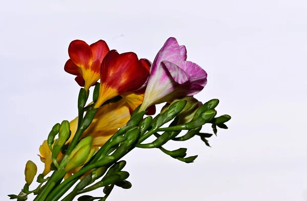 Beautiful Freesias Sky Background Summer Concept Close View — Stock Photo, Image