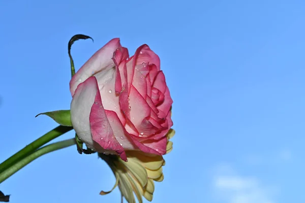 Красиві Квіти Троянди Гербери Фоні Неба Літня Концепція Вид Близької — стокове фото