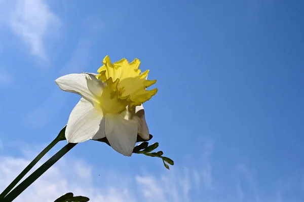 Erstaunliche Blumen Blühen Mit Grünen Blättern Auf Blauem Himmel Hintergrund — Stockfoto