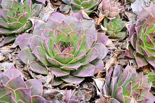 夏の日の庭の緑の植物 — ストック写真