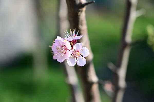 Apfelbaumzweige Mit Weißen Schönen Blüten Nahaufnahme Frühlingskonzept — Stockfoto