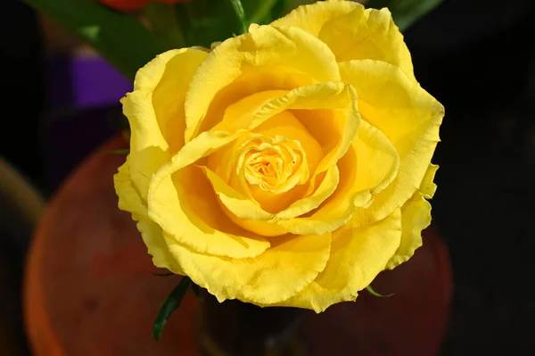 Hermosas Flores Que Crecen Jardín Verano Día Soleado — Foto de Stock