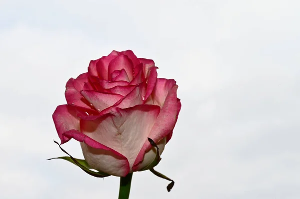 Fragile Rosenblüte Auf Blauem Himmelshintergrund — Stockfoto