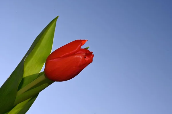 Барвисті Квіти Розквітнуть Фоні Блакитного Неба — стокове фото
