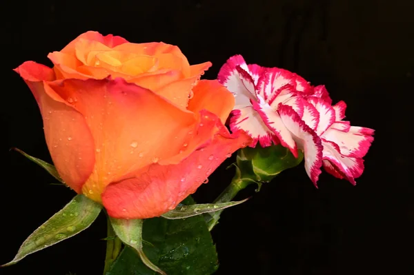 Красивая Гвоздика Роза Темном Фоне Летняя Концепция Вид Сверху — стоковое фото