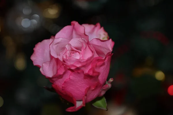 Schöne Rose Auf Dunklem Verschwommenem Hintergrund Sommerkonzept Nahsicht — Stockfoto